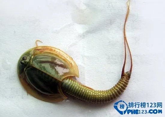 世界上最恐怖的动物排行榜
