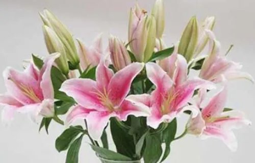 男朋友送百合花代表什么意思 送百合花送几朵好