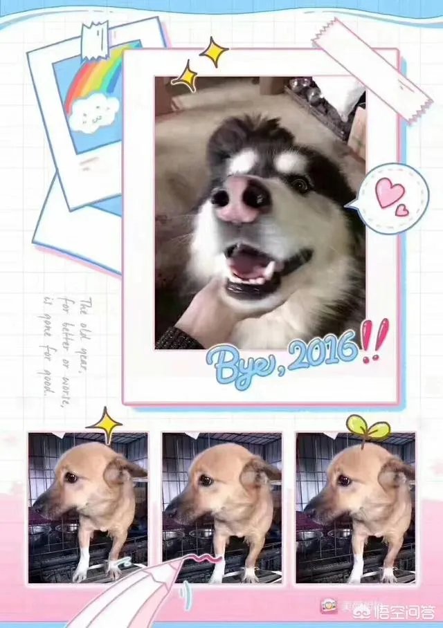 保定一老人卖房救助流浪狗,救助站不慎失火,为抢救狗狗烧伤半边脸,这个事你怎么看?