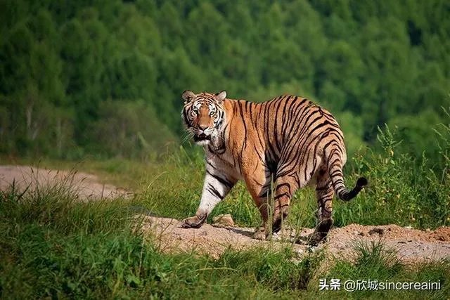 吉林男子偶遇300斤大老虎，老虎频繁现身，是生态变好还是变差？