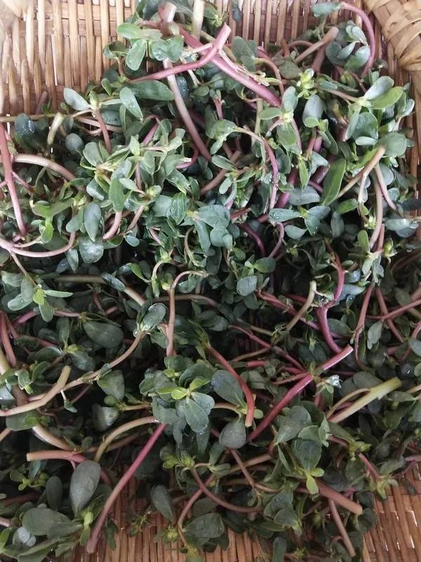 马齿苋怎么吃
