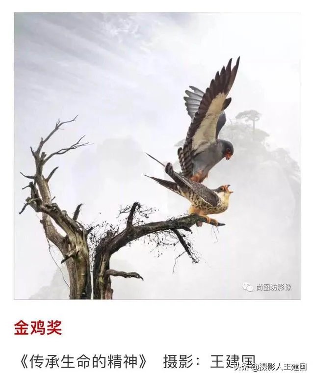 摄影家摄影师