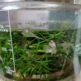 石竹茶