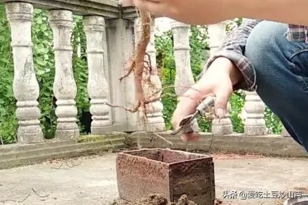 银杏盆景制作方法？