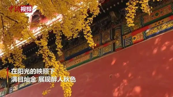 故宫的红遇上秋天的黄,打翻了上帝的调色盘,故宫的秋天到底有多美?
