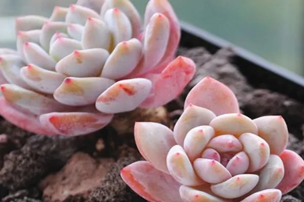 新手如何养多肉