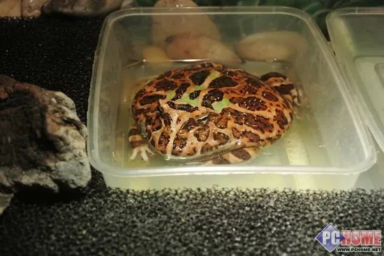 进入昆虫馆室内 提升ISO感光度800至1600