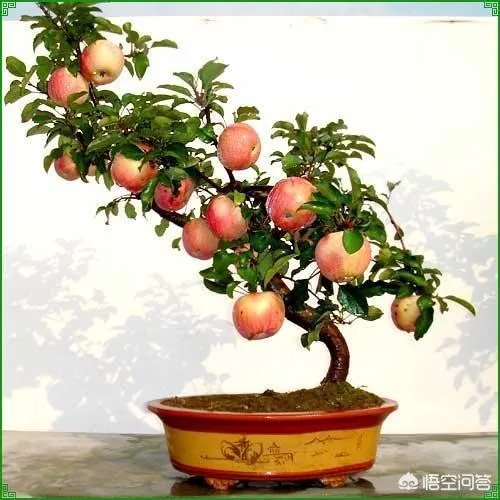 怎么种植果树盆景?