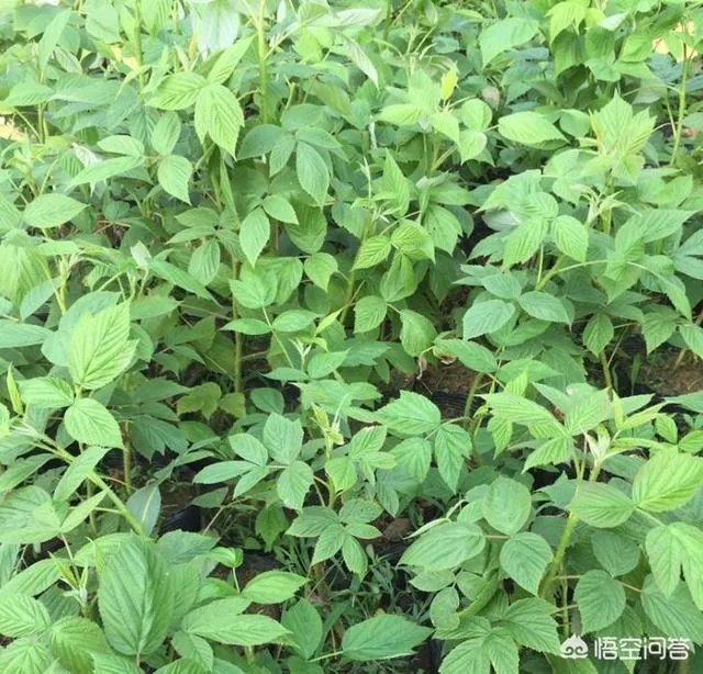 如何种植红树莓？