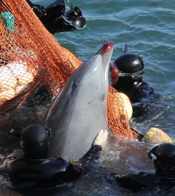 近日,日本开始年度海豚捕猎活动,这些被捕捉的海豚最后会怎么处置?