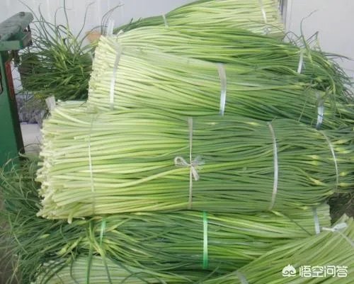 今年蒜苔价格怎么样?