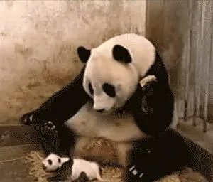 大熊猫的资料完整介绍 关于国宝大熊猫的简介