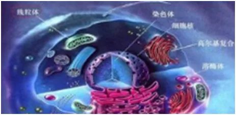 怎样理解线粒体夏娃?