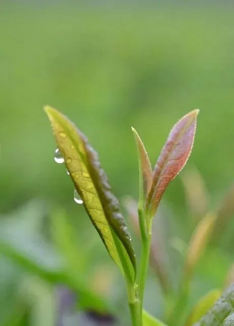 中国首次发现云南管蕊茶,这是一种什么茶叶?