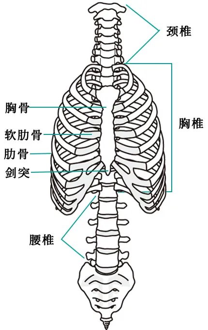 人体骨骼结构图 人体骨骼名称及数量