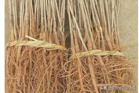银杏盆景制作方法？