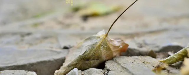 立秋歌词 立秋歌词是什么