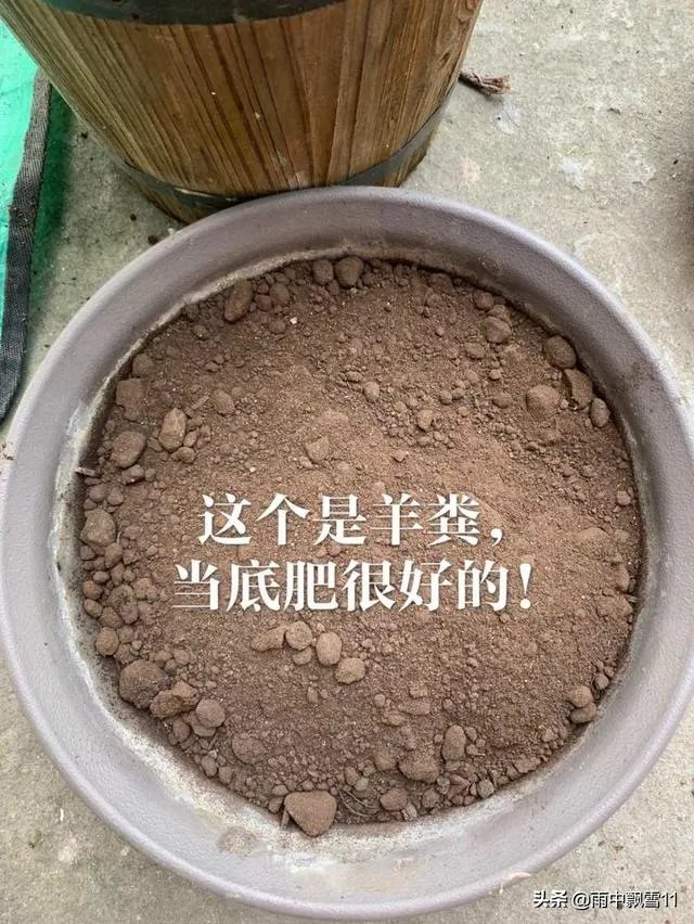 家庭养花自制花肥的办法有哪些?