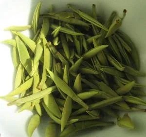 金山翠芽的简介