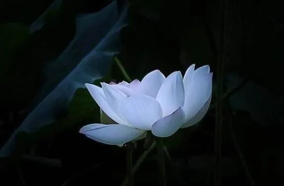 山川异域，风月同天。是什么意思？