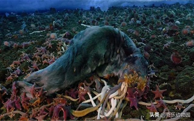 南极巨虫专吃腐烂的食物,南极巨虫对人类有危害吗?