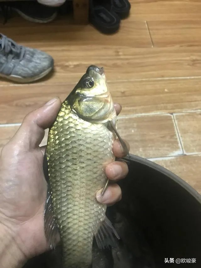 上海钓鱼为什么那么难？