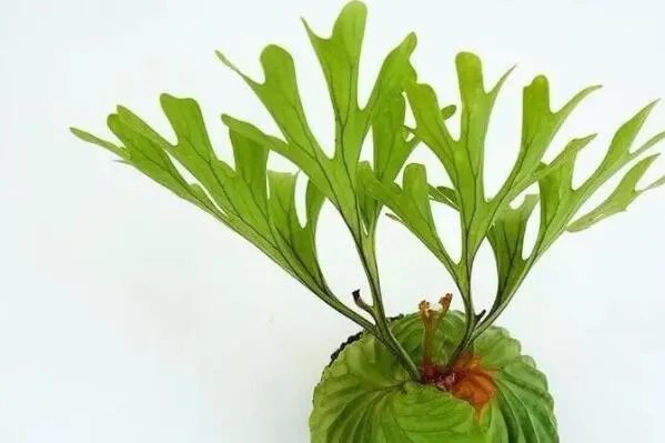 最知名的十大热带雨林植物,鹿角蕨上榜,第八被誉为世界花王