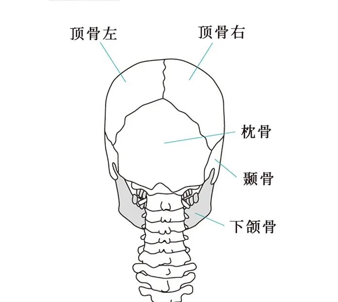 人体骨骼结构图 人体骨骼名称及数量