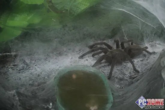 进入昆虫馆室内 提升ISO感光度800至1600