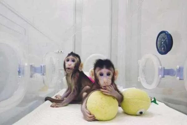 女子花25万成功克隆了一只去世宠物狗，你能接受克隆动物吗？