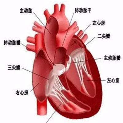 心肌炎的早期症状是什么