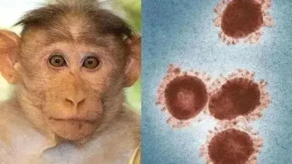 世卫：猴痘疫情与猴子没有关联！是否该严惩虐猴之人？