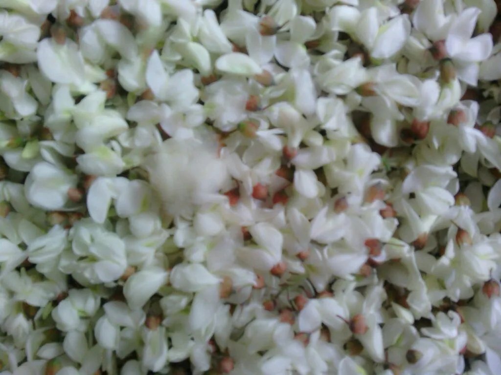 槐树花能吃吗 槐树花有毒吗