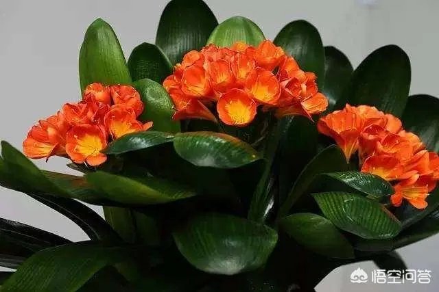 家庭养花自制花肥的办法有哪些?