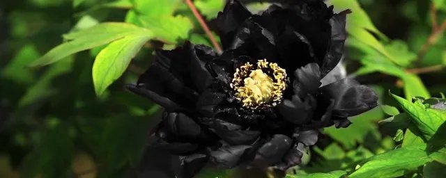 黑牡丹花花语是什么 黑牡丹花花语是死了都要爱