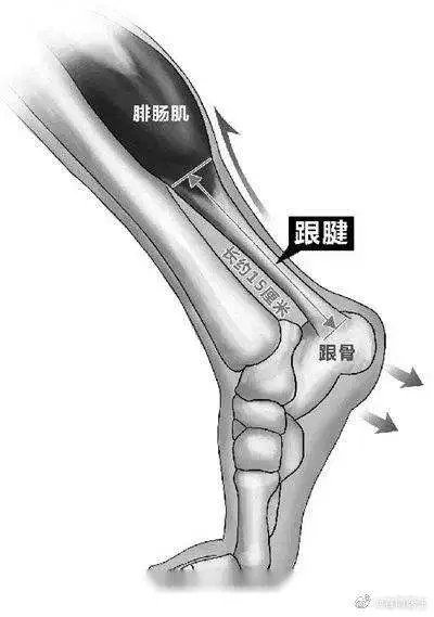 易建联跟腱断裂是怎么回事?