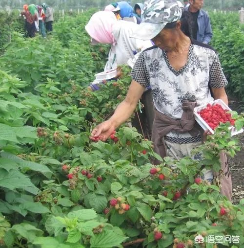 如何种植红树莓？