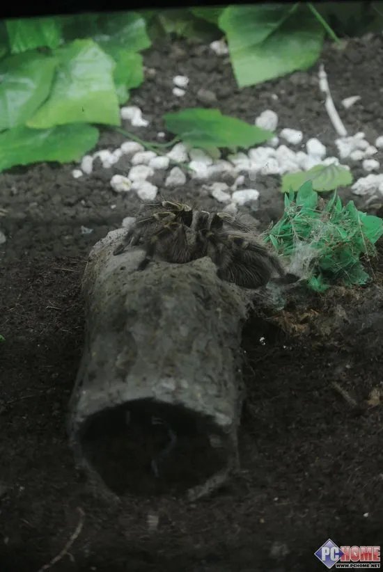 进入昆虫馆室内 提升ISO感光度800至1600
