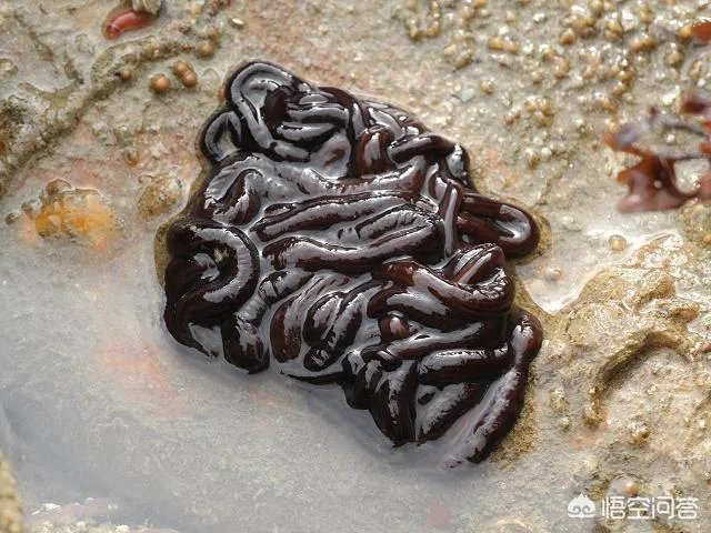 南极巨虫专吃腐烂的食物,南极巨虫对人类有危害吗?