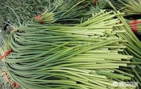 今年蒜苔价格怎么样？