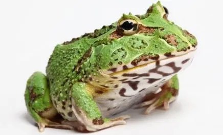 在自然界的生物中，每只钟角蛙的价格最高可达多少元？