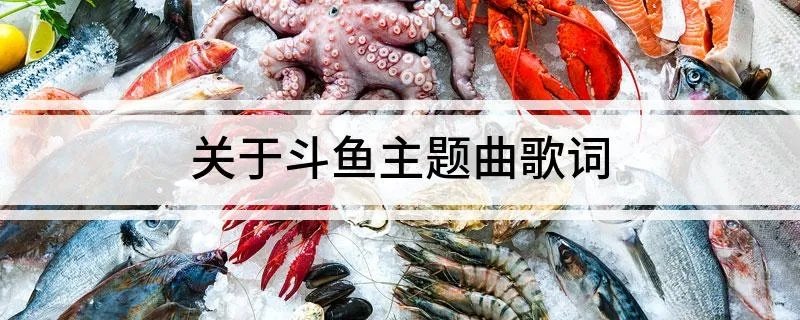 关于斗鱼主题曲歌词
