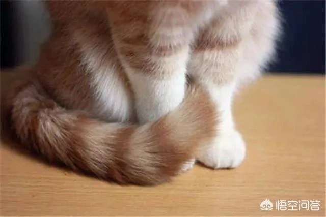 为什么不可以扯猫的尾巴？