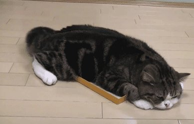 为什么不可以扯猫的尾巴？