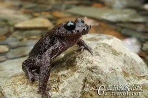 胡子蛙的物种特征