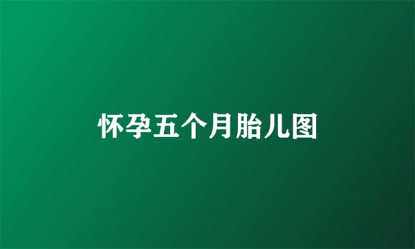 怀孕五个月胎儿图