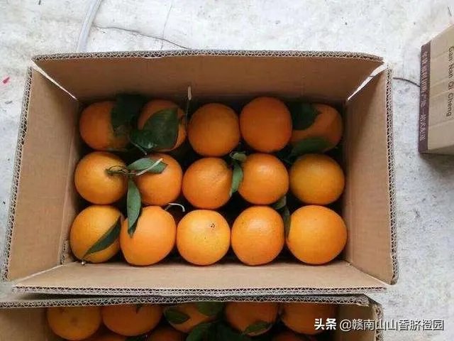 2019年赣南脐橙收购价格怎么样，现在有已经订掉的果农吗？