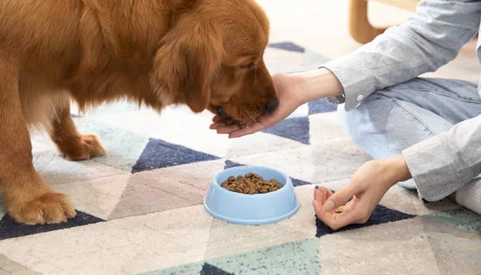 狗狗食欲不振 狗狗食欲不好要注意些什么
