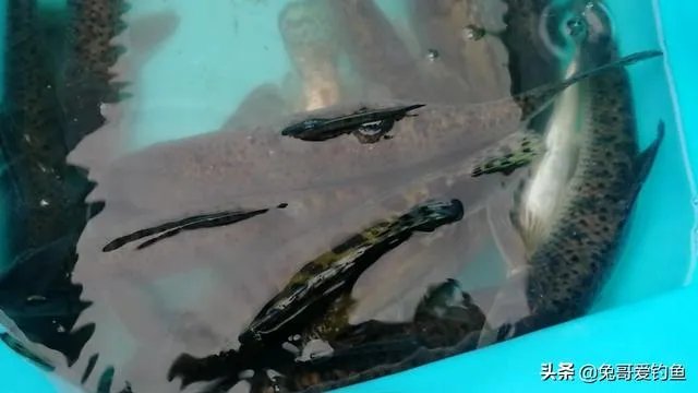 上海钓鱼为什么那么难？