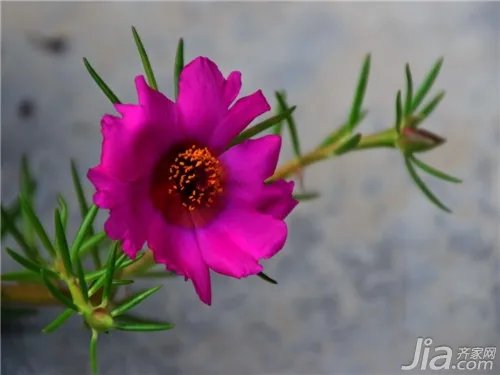 午时花全面解析 午时花图片欣赏